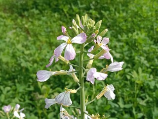 Raphanus sativus flower or radish white flower or Daikon radish flower or R. sativus var flower in the garden 