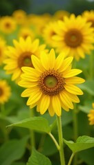 Obraz premium Vibrant yellow wild sunflowers, blurred background, floral, flora