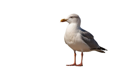 seagull on a transparent background