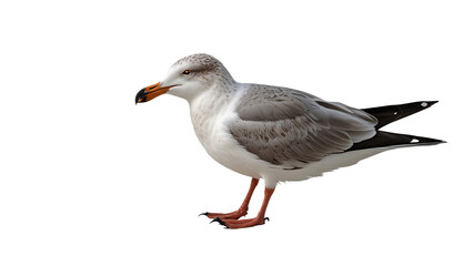Fototapeta premium seagull on a transparent background