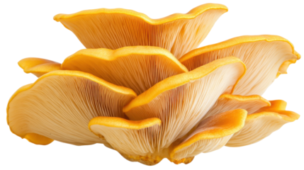 A golden oyster mushroom in full bloom, isolated on a transparent PNG, with its bright yellow cap and smooth, elegant shape.