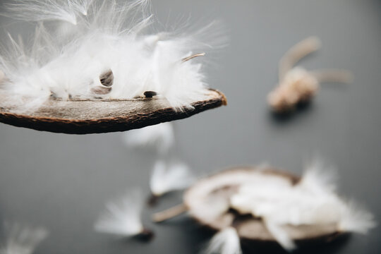 Stephanotis Seed
