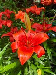 Bright orange Tiger Lily, Lilium Lancifolium or Lilium Tigrinum singular flower in full bloom against garden backdrop of leaves and other lilies in sunlight