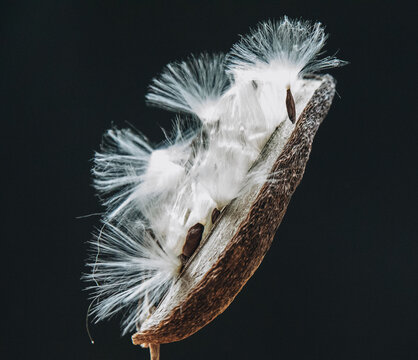 Stephanotis Seed