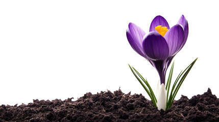 Obraz premium A beautiful purple crocus flower with soft petals reaching upwards, growing from the soil, isolated on a transparent PNG with fresh green leaves