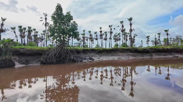 Boat trip on the Igarape do Urubu River, Delta das Americas, Ilha das Canarias, Brazil. Amazon Rainforest. South America