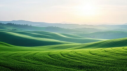 Obraz premium Serene Green Rolling Hills Under Soft Sunrise Light in a Picturesque Landscape with Gentle Curves and Shadows