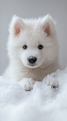 Adorable fluffy white Samoyed puppy sitting in fresh snow with a curious expression and snowy background