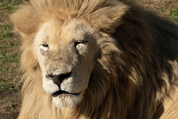 Lion, White, Close-up: A portrait of a majestic white lion with a close-up view of its face.