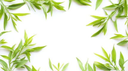 Vibrant Green Leaves Frame on White Background