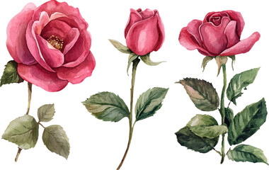 set of pink roses
