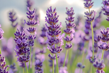 Fototapeta premium lavender field in provence