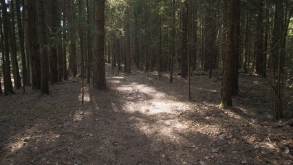 Obraz premium Summer background in the spruce forest