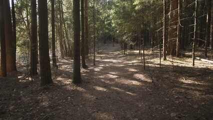 Summer background in the spruce forest