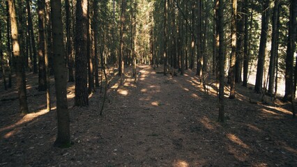 Fototapeta premium Summer background in the spruce forest