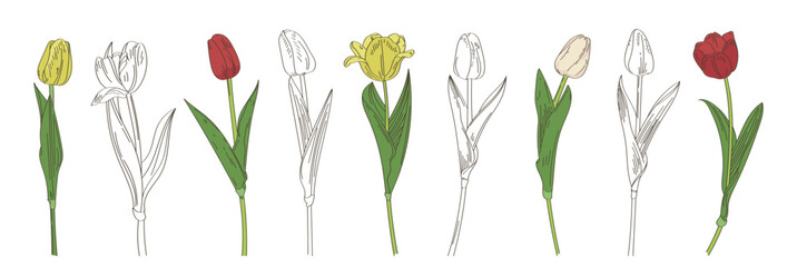 Tulip blooming flowers garden plant hand drawn monochrome and colored line sketch isolated set