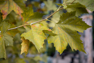 Leaves, Tree, Autumn - Close-up of green and yellow leaves on a tree branch in autumn.