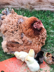 On a bright and sunny day, a calm brown chicken stands peacefully while two playful and curious chicks explore their colorful and vibrant surroundings, creating a charming and lovely scene