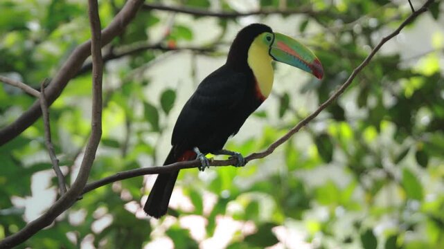 Fischertukan auf einem Ast &ndash; Exotischer Vogel im tropischen Regenwald