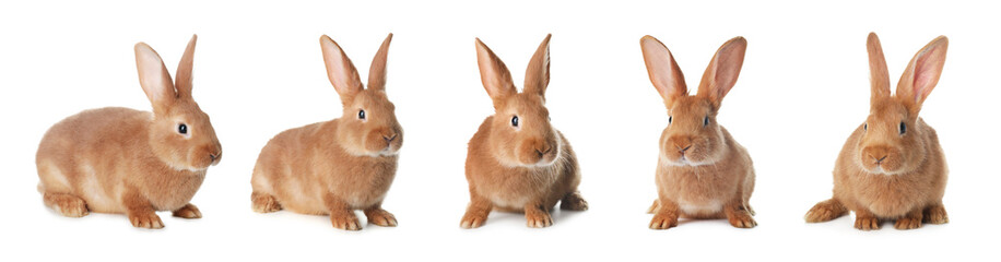 Cute fluffy bunny on white background, set