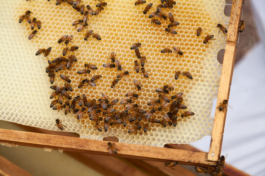 Bees filling new honeycomb with honey