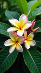 Obraz premium Lush frangipani tree, exotic blossoms Clipping path included , stock photo, summer