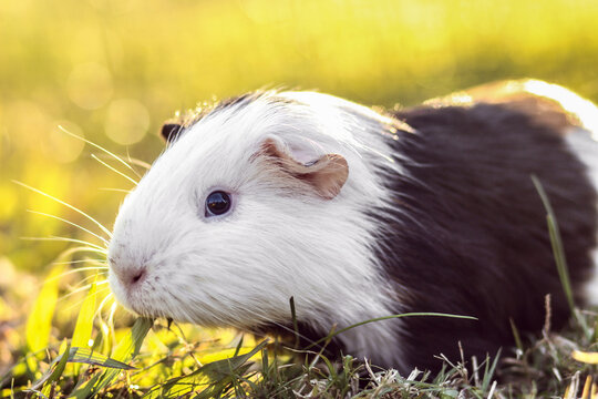 One pet guineapig on grass outside