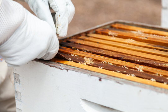 Beekeeper cracking frames of honey from beehive Super