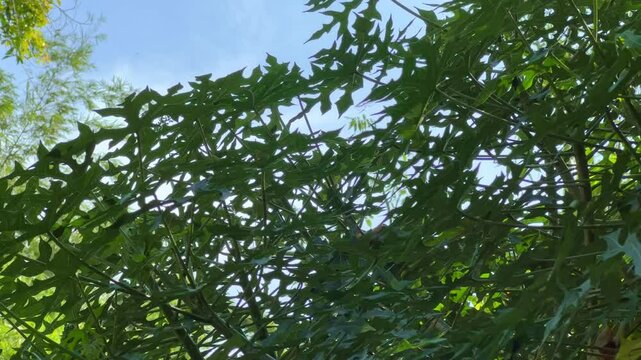 Green leaves of Jatropha multifida plant. Herbal plants that function to stop bleeding of wounds.