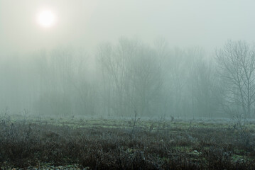 foggy landscape alon the Ticino river during a winter morning, Pavia