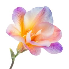 Fototapeta premium Radiant Freesia Bloom: Capturing the delicate beauty of a vibrant freesia flower in full bloom, showcasing its intricate petals and captivating colors, a symbol of elegance and grace.