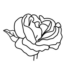 rose flower greenery leaves