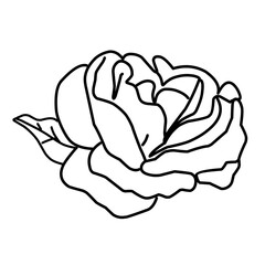 rose flower greenery leaves