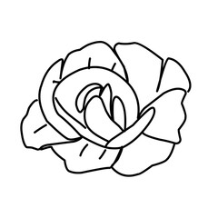 rose flower greenery leaves