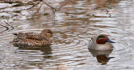 Krickenten (Anas crecca) Männchen und Weibchen schwimmen im ruhigen Gewässer