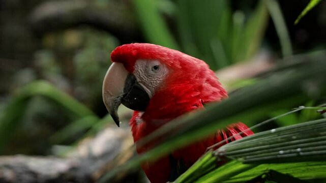 Roter Ara Nahaufnahme &ndash; Farbenpr&auml;chtiger Papagei im Gr&uuml;nen Regenwald von Costa Rica