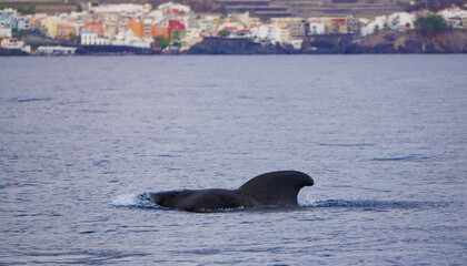 Fototapeta premium Kurzflossen-Grindwal (Globicephala macrorhynchus) schwimmt vor der Küste Teneriffas im Atlantik