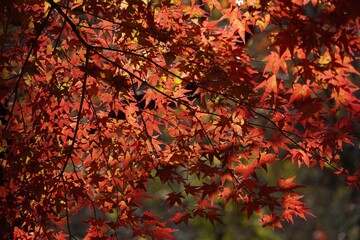 Vibrant red and orange leaves capture the beauty of autumn, picturesque scene perfect for nature lovers.