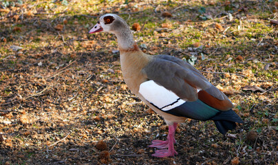 Nilgans (Alopochen aegyptiaca) steht auf Wiese in natürlicher Umgebung