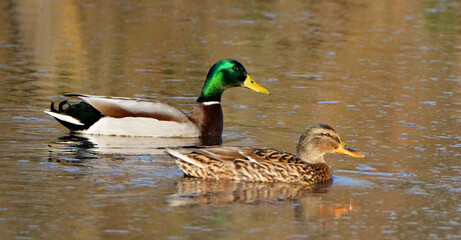 Stockenten (Anas platyrhynchos) Männchen und Weibchen schwimmen im ruhigen Teich