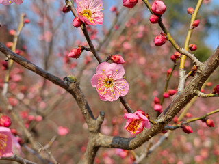pink plum blossom on the branch in the sunny day in the garden