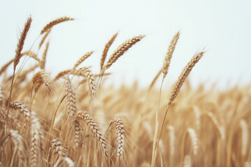 Obraz premium Close-up of a golden wheat field under the summer sun, swaying gently in the breeze.