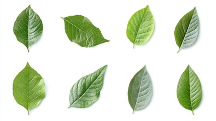 Fototapeta premium Green Leaves Collection Nature Botany Ecology Plant Foliage Spring