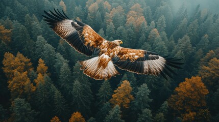 Majestic eagle soaring above autumn forest