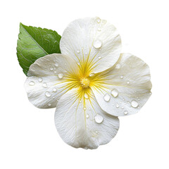 White Hibiscus Flower Isolated on Transparent Background.