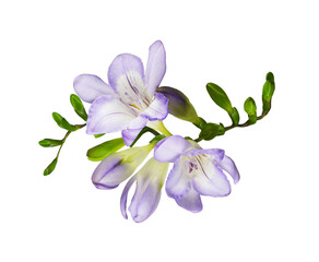Purple freesia flowers and buds in a beautiful floral arrangement isolated on white or transparent...