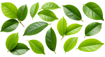 Naklejka premium Fresh Green Leaves Isolated on Transparent Background for Natural Presentation