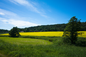 Obraz premium A picturesque rural scene in Sweden with a lush green grassy area with two trees in the foreground, followed by a vibrant yellow rapeseed field, a dense forest, and farmhouses under a clear blue sky