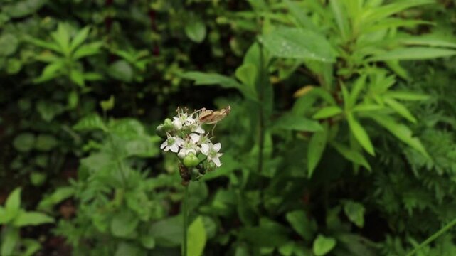 video footage of grasshopper on the white flower