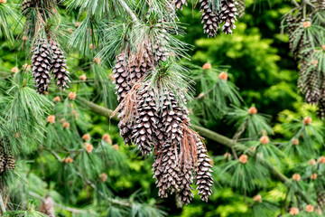 Obraz premium eastern white pine branch with long cones. Coniferous trees for oriental rock gardens